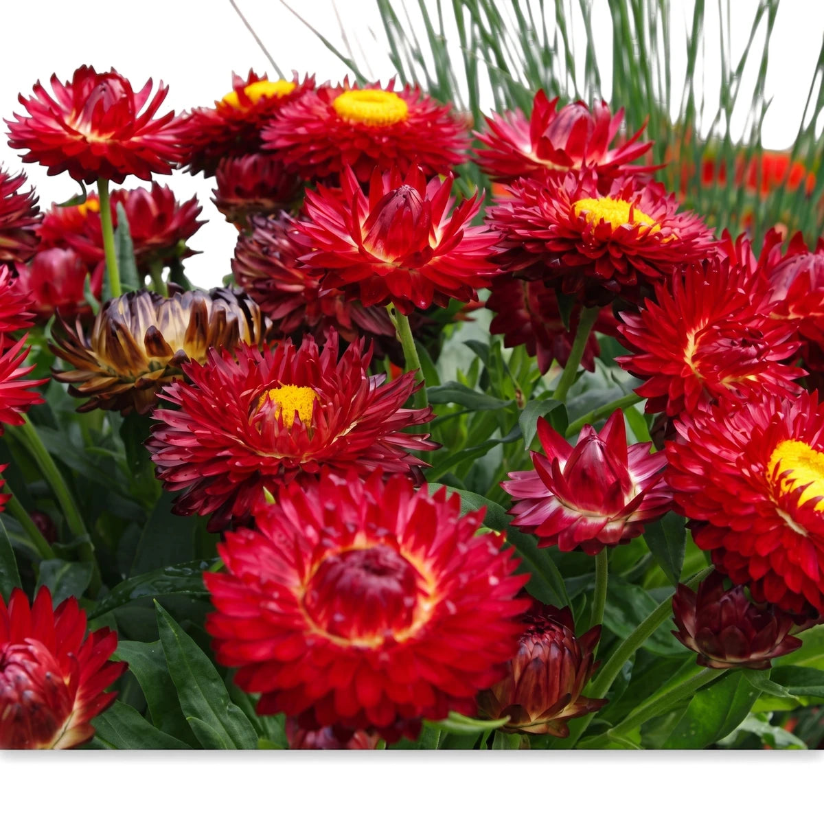 Bracteantha Sunbrella Red flowers in a dense cluster with vibrant red petals and bright yellow centers, captured in a