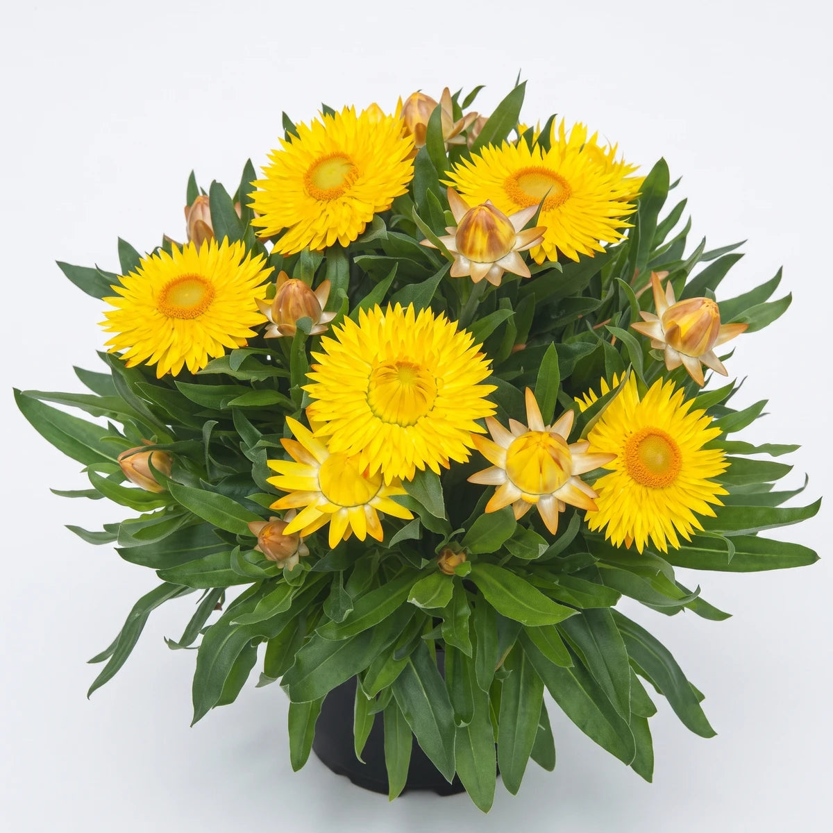 Vibrant Bracteantha Sunbrella Yellow plant in a 17cm pot, showcasing bright yellow flowers and lush green foliage.