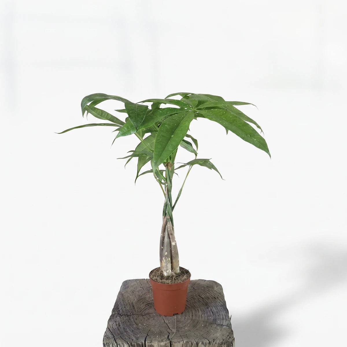 A 23cm Braided Pachira Money Tree with lush green leaves and a braided trunk in a brown pot, resting on a wooden stump.