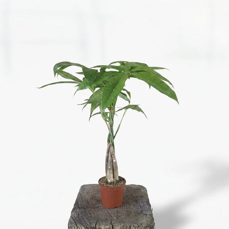 A 23cm Braided Pachira Money Tree with lush green leaves and a braided trunk in a brown pot, resting on a wooden stump.