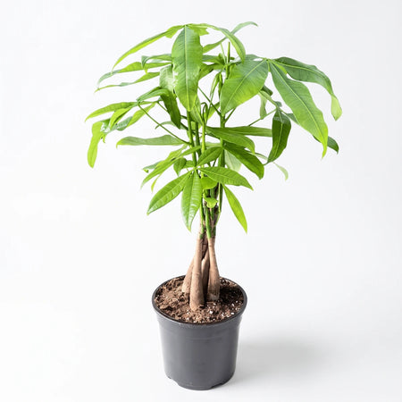 Braided Pachira Money Tree in a dark pot with vibrant green leaves and distinctive braided trunks, on a white background.