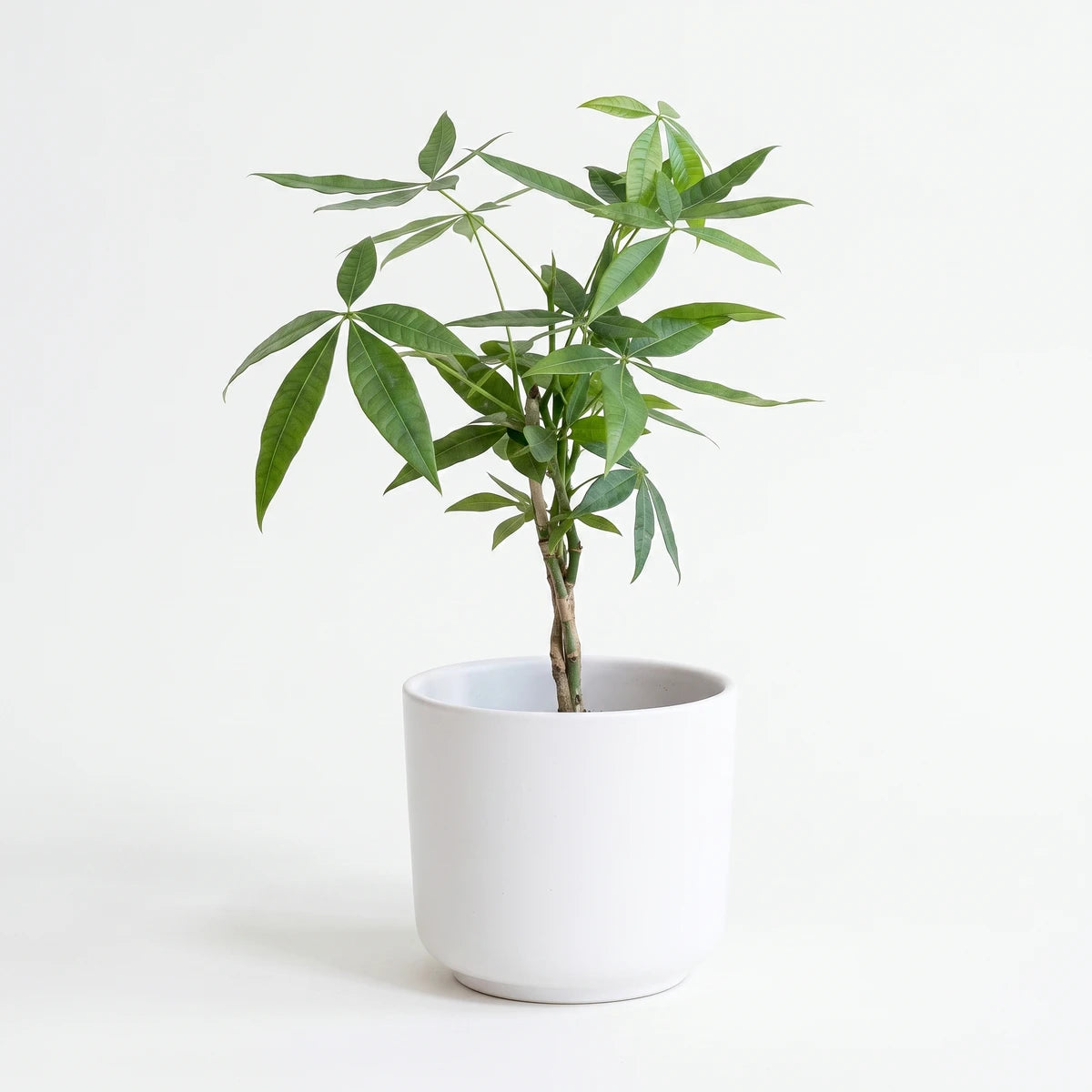 Braided Pachira Money Tree in a white ceramic pot, showcasing its vibrant green leaves and distinctive braided trunk.
