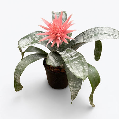 Bromeliad Aechmea Pink (19cm) potted plant with bright pink flower and arching silver green leaves in a black pot