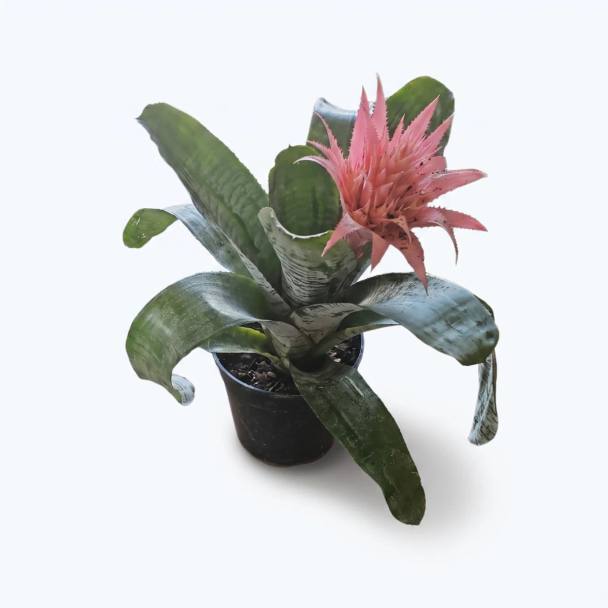 A 19cm potted bromeliad plant with vibrant green foliage and a striking pink flower bloom, displayed from an overhead view.
