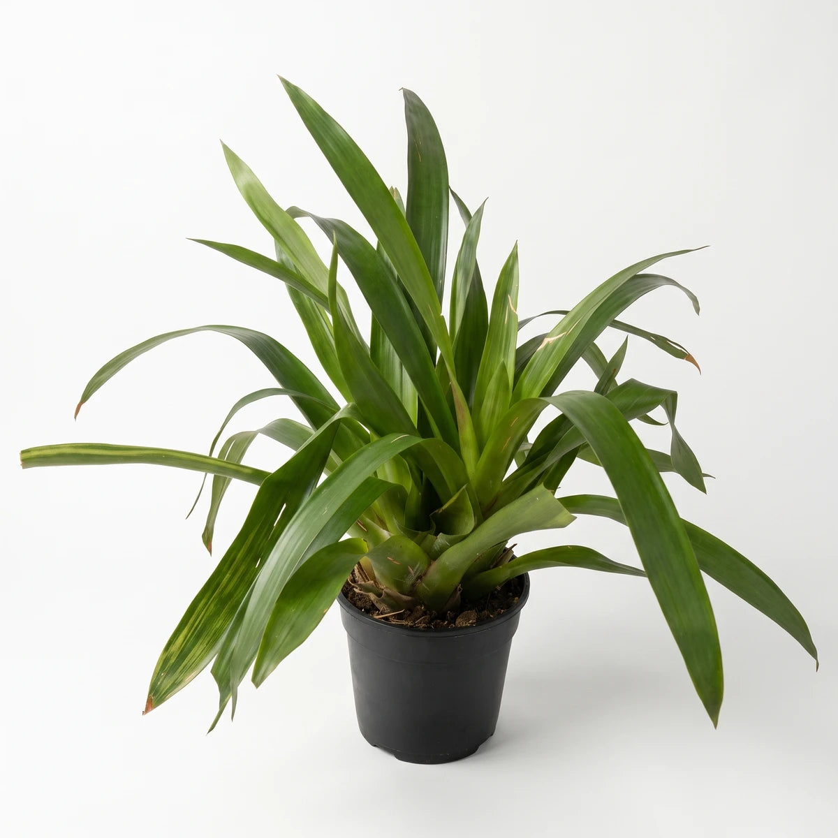 A vibrant Bromeliad plant with lush green leaves in a black pot, showcasing its natural beauty.
