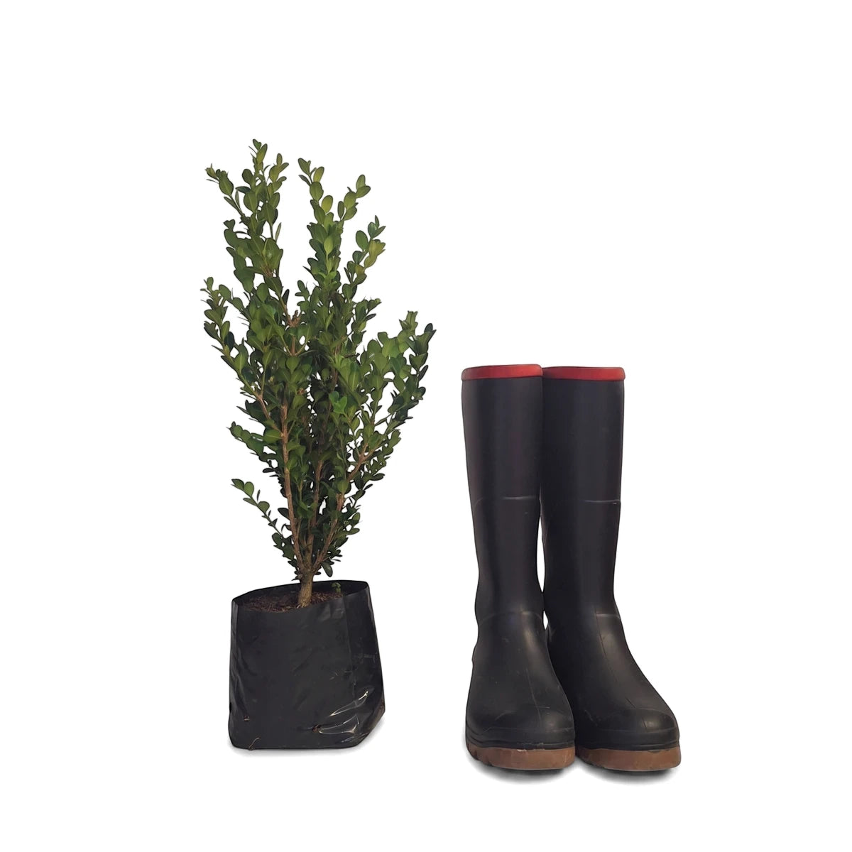 Buxus Microphylla Faulkner Boxwood plant in a black nursery pot, alongside black and red rain boots, ready for gardening.