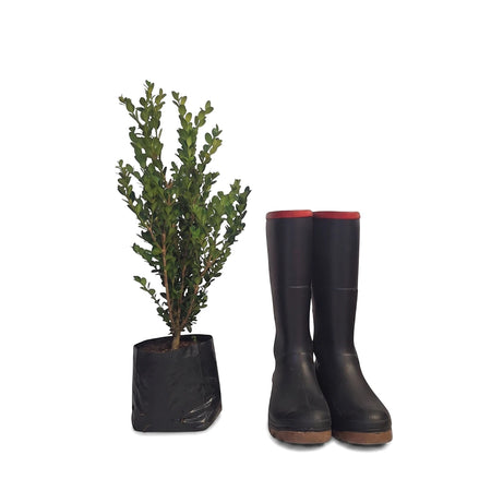 Buxus Microphylla Faulkner Boxwood plant in a black nursery pot, alongside black and red rain boots, ready for gardening.