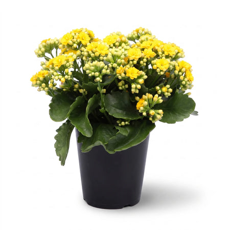 A vibrant Calandiva Else plant featuring abundant clusters of small yellow flowers and lush green leaves, planted in a sleek
