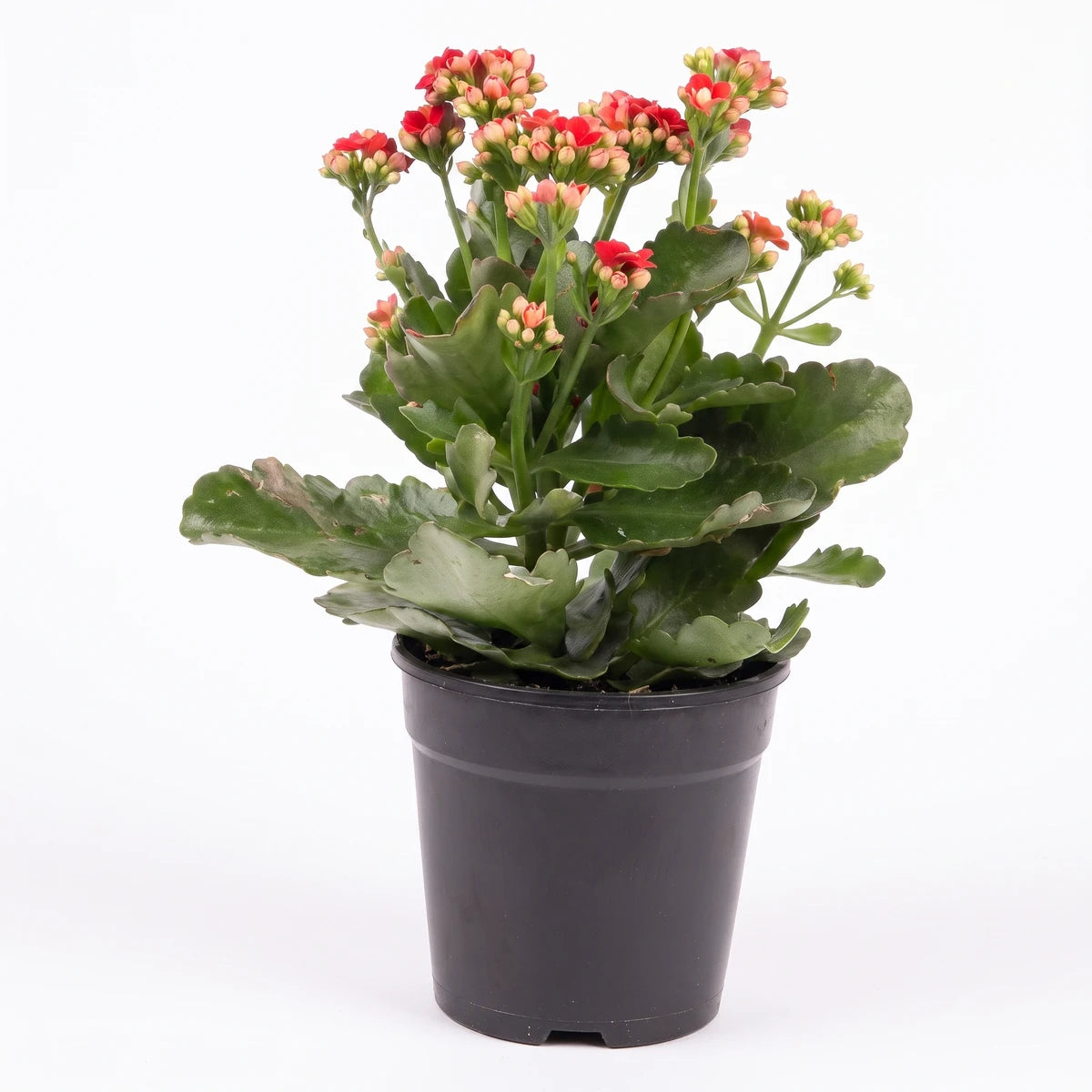 Calandiva plant with vibrant red-orange flowers and green leaves, presented in a simple black plastic pot.