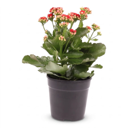 Calandiva plant with vibrant red and pink flowers and green leaves in a simple black plastic pot, ready for display.