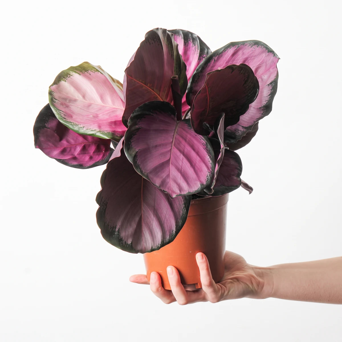 Calathea Crimson plant with vibrant deep pink and purple leaves and dark green edges, in a terracotta pot, held by a hand.