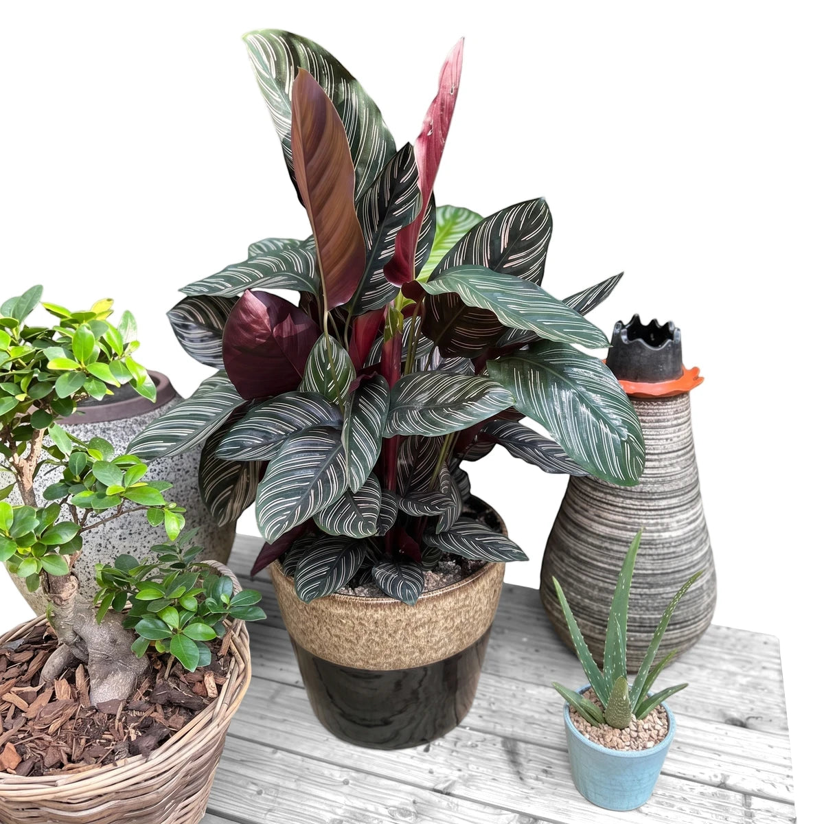 Calathea Ornata Pinstripe Plant with dark green leaves and pink stripes in a speckled pot, among other potted plants.