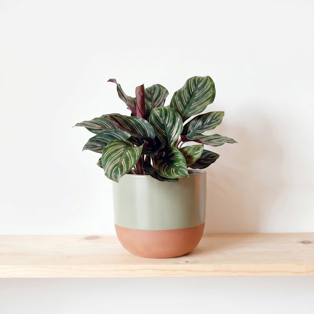 Calathea Ornata Pinstripe Plant with green leaves and pink stripes in a two-tone sage green and terracotta ceramic pot.