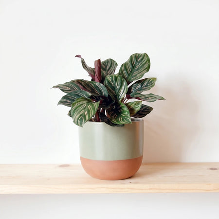Calathea Ornata Pinstripe Plant with green leaves and pink stripes in a two-tone sage green and terracotta ceramic pot.