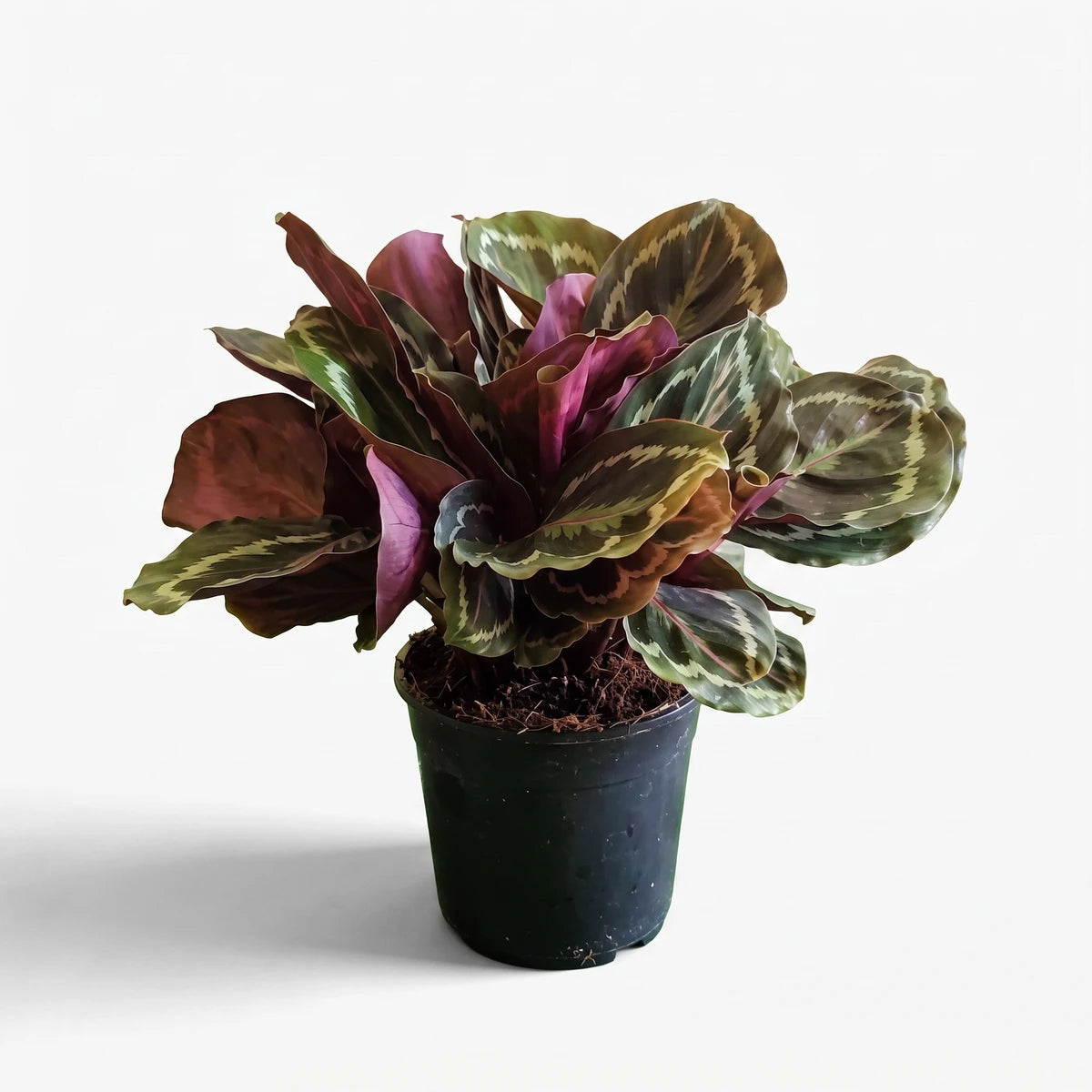 Calathea Roseopicta plant with striking dark green and purple-red patterned leaves, presented in a sleek black pot.