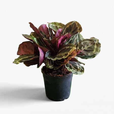 Calathea Roseopicta plant with striking dark green and purple-red patterned leaves, presented in a sleek black pot.