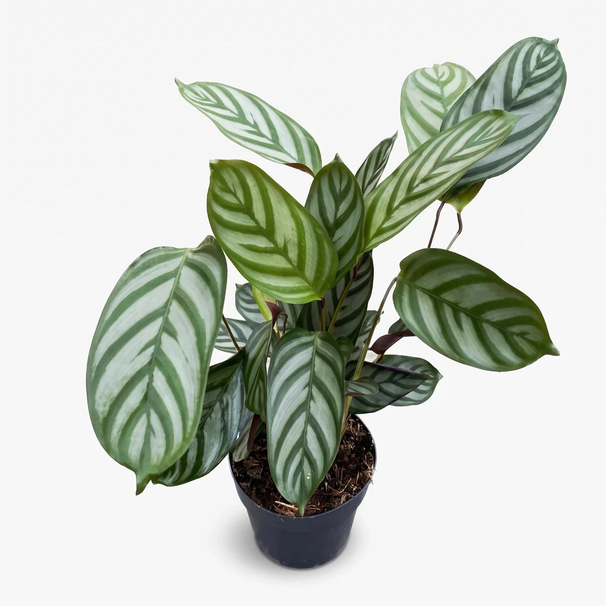 Calathea Setosa Green Flag plant in a black pot, featuring large oval leaves with striking green and silver stripes, viewed