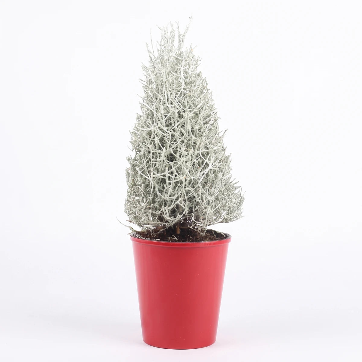 A silvery-gray Calocephalus Cushion Bush Cone plant, known for its intricate, wiry texture, stands upright in a vibrant red