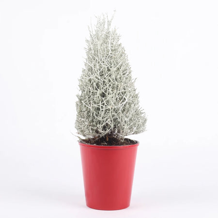 A silvery-gray Calocephalus Cushion Bush Cone plant, known for its intricate, wiry texture, stands upright in a vibrant red