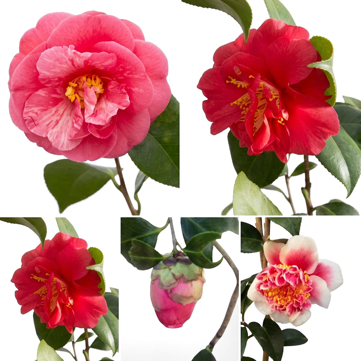 A vibrant collage of Camellia Japonica flowers and a bud, featuring variegated pink, deep red, and white-pink blossoms.