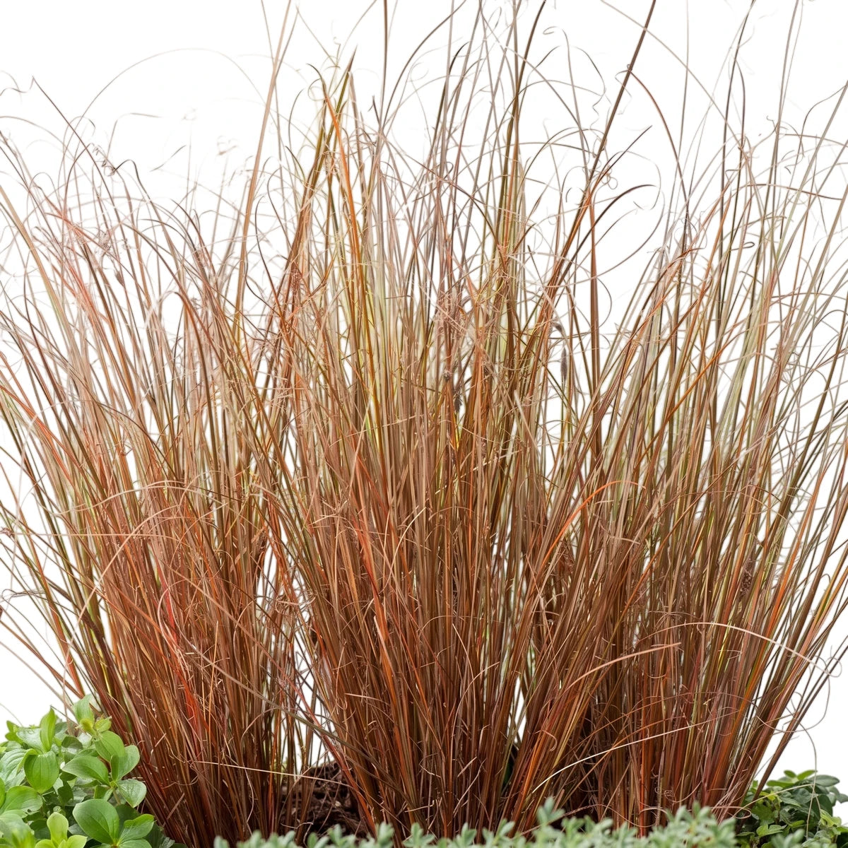 Carex Buchananii Red Rooster Sedge with reddish-brown, arching, fine blades, presented as a dense clump in a garden setting.