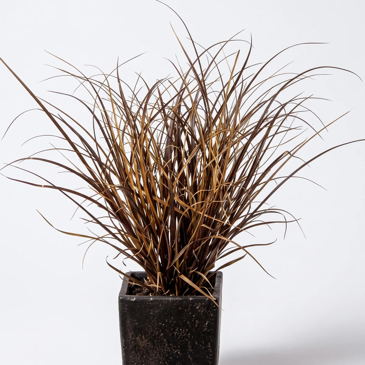 Carex Flagellifera Auburn Sedge potted plant with reddish-brown, spiky foliage in a dark container.