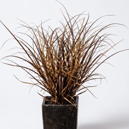 Carex Flagellifera Auburn Sedge potted plant with reddish-brown, spiky foliage in a dark container.