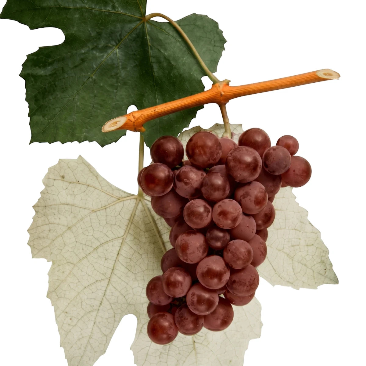 A bunch of ripe red Catawba grapes hangs from a vine, accompanied by green and lighter leaves.