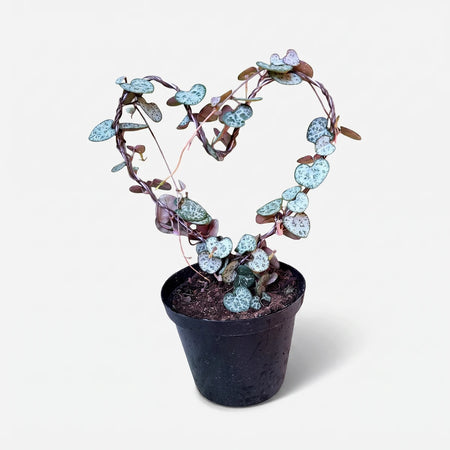 Ceropegia Woodii String of Hearts potted plant trained on a heart-shaped wire with variegated leaves in a black pot.