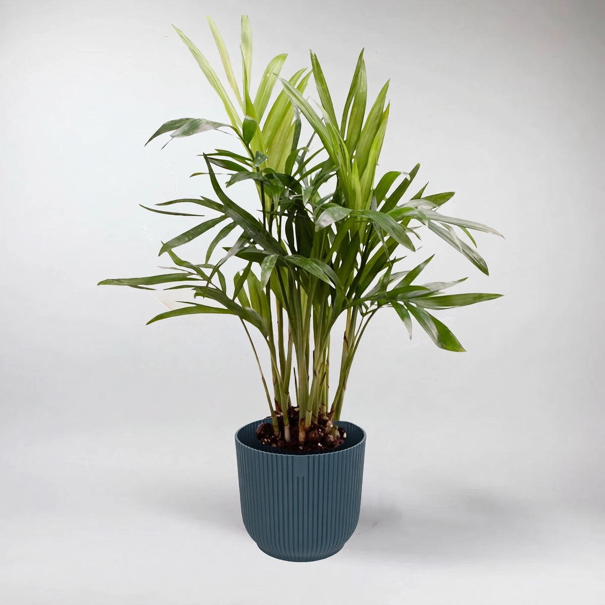 A Chamaedorea Elegans Parlour Palm (10cm) in a dark blue ribbed pot, showcasing its vibrant green foliage.