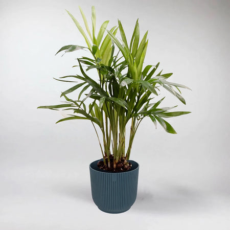 A Chamaedorea Elegans Parlour Palm (10cm) in a dark blue ribbed pot, showcasing its vibrant green foliage.