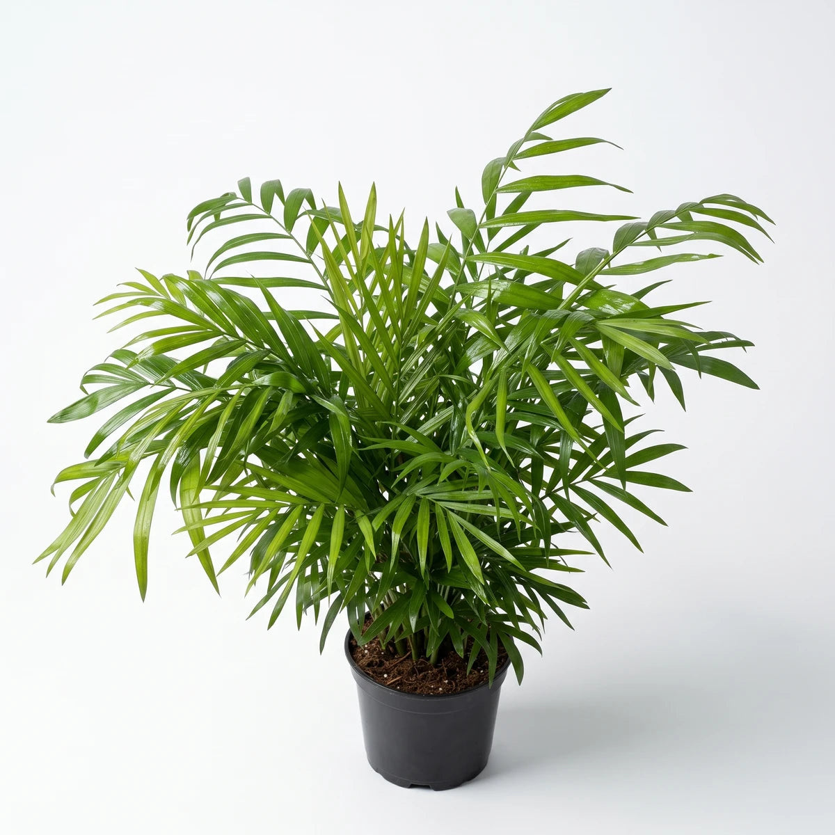 Green Chamaedorea Elegans Parlour Palm in a black pot, a popular indoor houseplant.