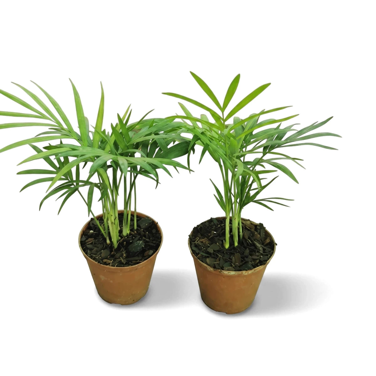 Two small vibrant green Chamaedorea palm plants in brown pots sit side-by-side on a ground surface.
