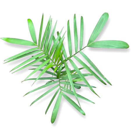 Vibrant green Chamaedorea Parlour Palm (12cm) houseplant, tropical and lush, viewed from above.