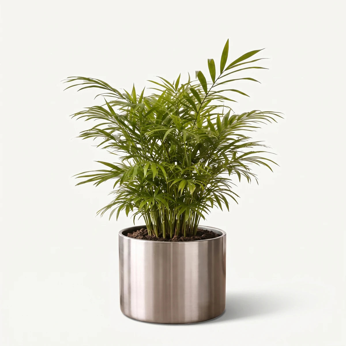Green Chamaedorea Parlour Palm in a modern cylindrical stainless steel planter, resting on a wooden desk.