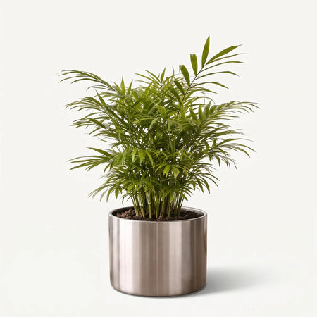 Green Chamaedorea Parlour Palm in a modern cylindrical stainless steel planter, resting on a wooden desk.