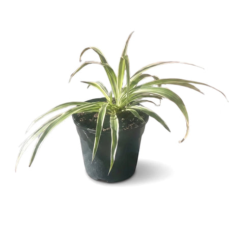 A vibrant Chlorophytum Comosum spider plant in a dark pot, showcasing its long, arching green and white variegated leaves.