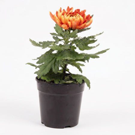 Potted Chrysanthemum Cosmo Single plant featuring vibrant orange and yellow flowers with lush green leaves in a black pot.
