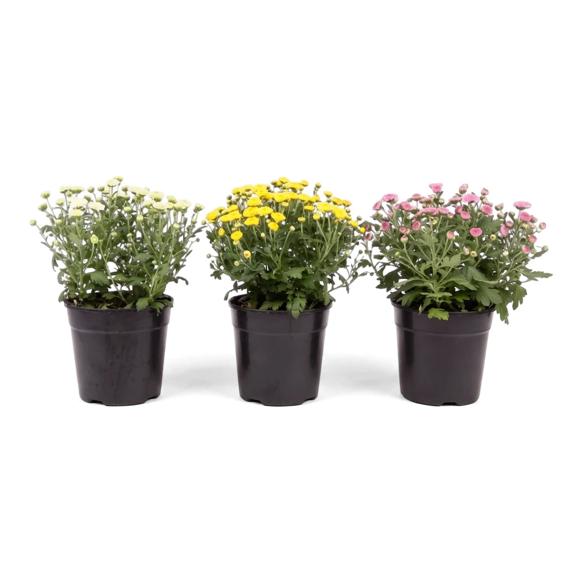 Three 12cm potted Chrysanthemum Mix plants, featuring white, yellow, and pink flowers, arranged side-by-side.