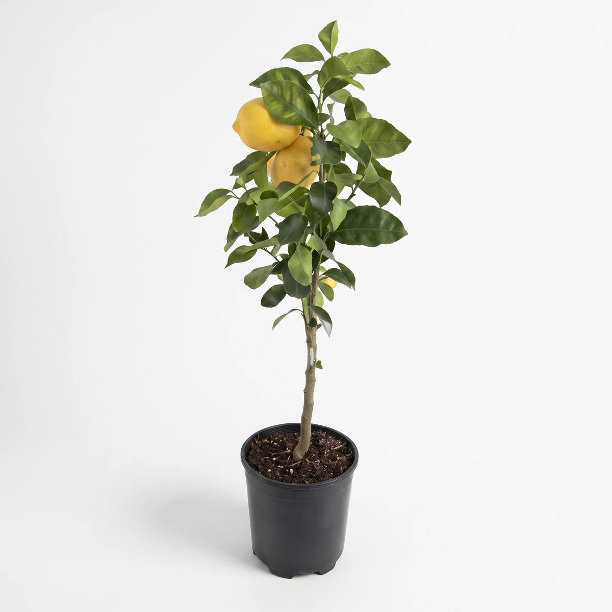 A vibrant Citrus Tree Combo (19cm) with lush green leaves and bright yellow fruits, planted in a black nursery pot.