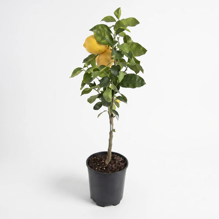 A vibrant Citrus Tree Combo (19cm) with lush green leaves and bright yellow fruits, planted in a black nursery pot.