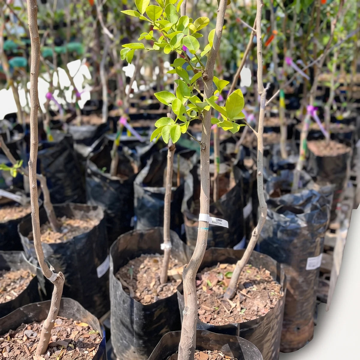 Image of multiple young citrus tree saplings with green leaves and thin brown stems, planted in black nursery bags.