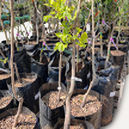 Image of multiple young citrus tree saplings with green leaves and thin brown stems, planted in black nursery bags.