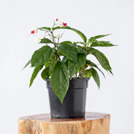 Clerodendrum Bleeding Heart Vine plant in a black pot on a wooden stool with green leaves and red and white flowers.