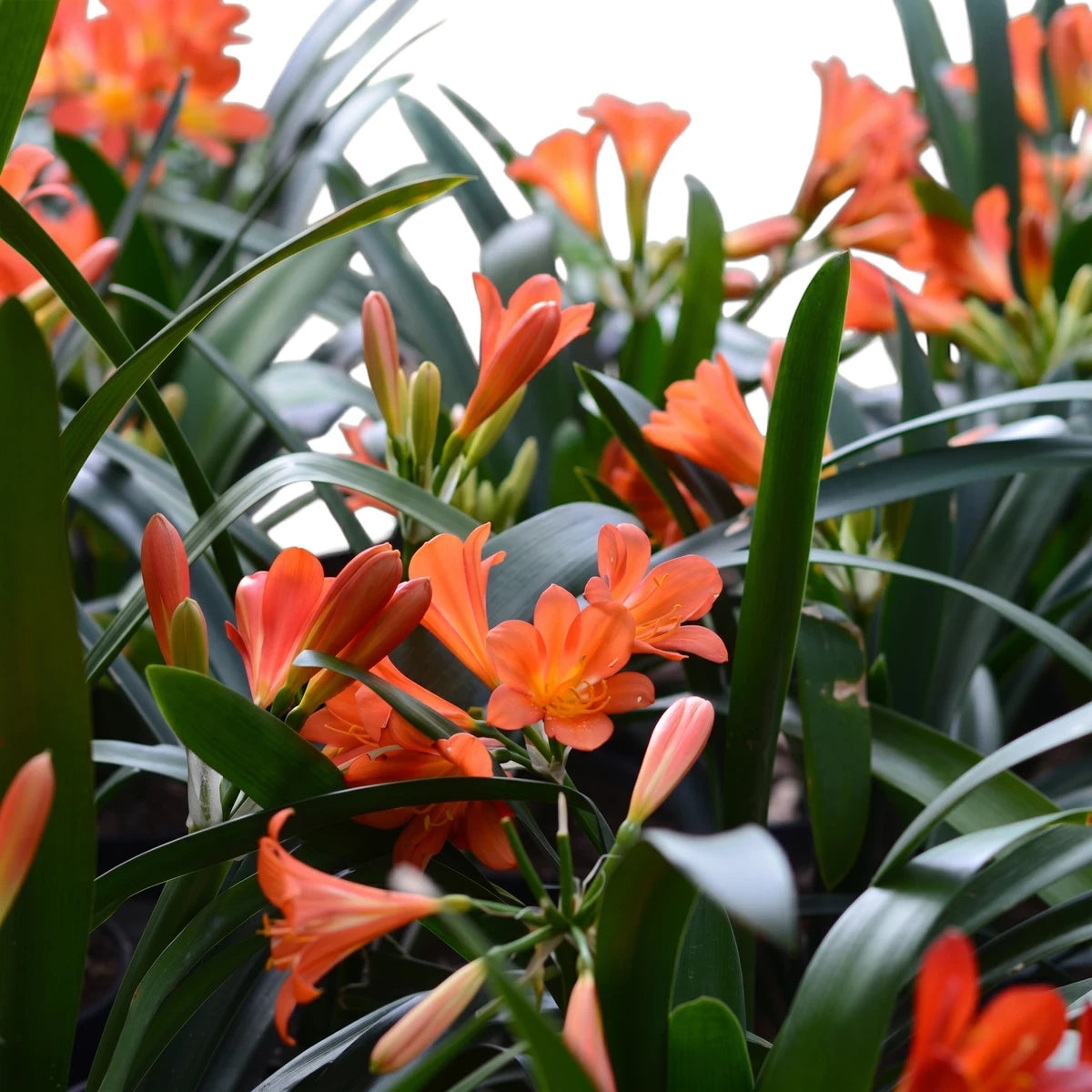 Vibrant orange Clivia flowers bloom amidst lush green leaves, showcased in a natural garden setting.