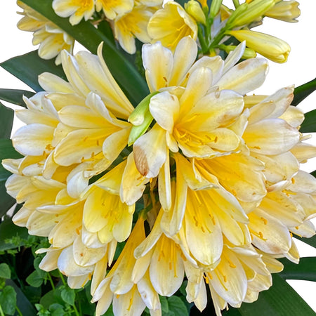 Vibrant yellow and white Clivia flowers in a dense, spherical cluster with rich green leaves, showcasing detailed petals.