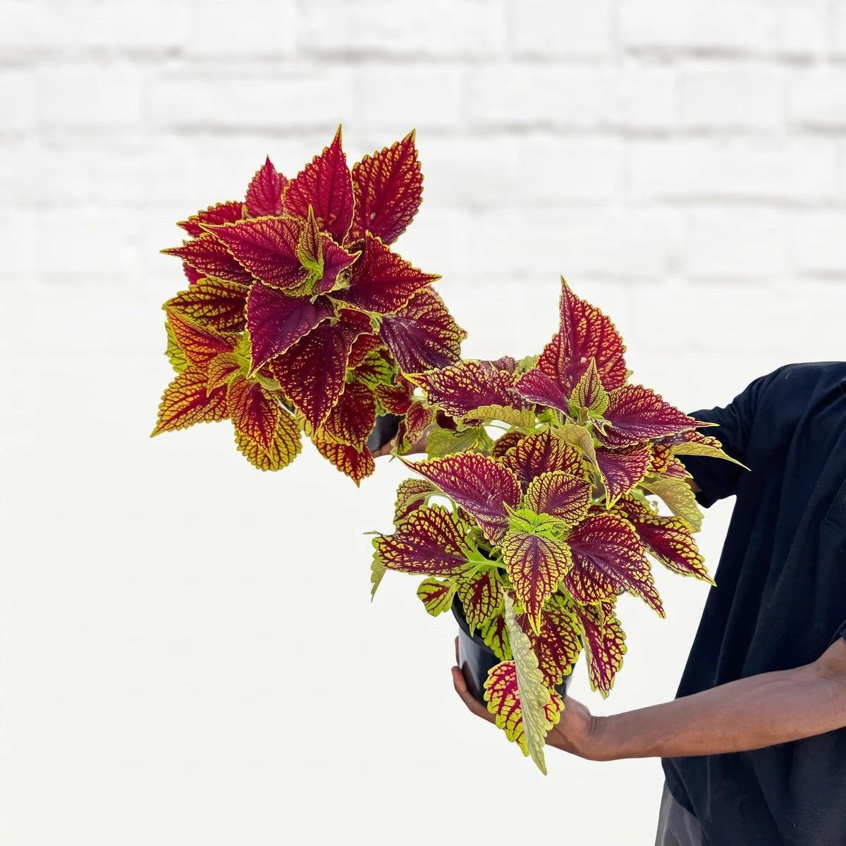 Two vibrant red and lime green coleus plants in black pots, held by a person in a black t-shirt, against a white brick wall.