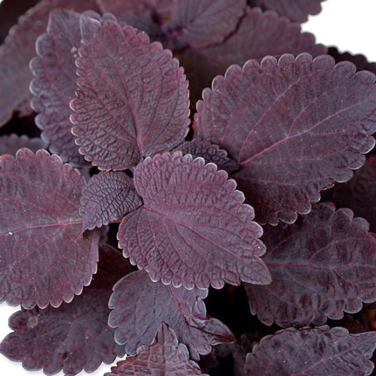 Dark purple Coleus Solenostemon Dark Star plant with deep burgundy leaves and distinct scalloped edges, close-up view.