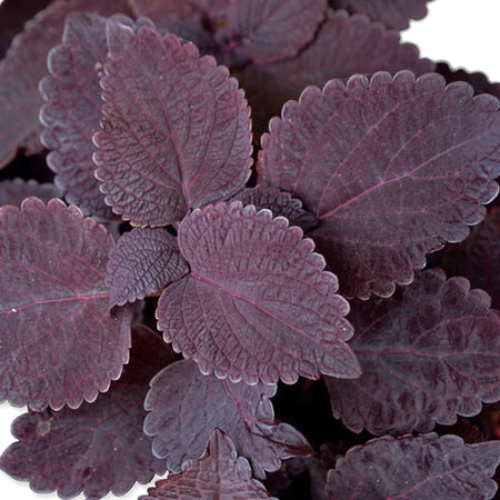 Dark purple Coleus Solenostemon Dark Star plant with deep burgundy leaves and distinct scalloped edges, close-up view.