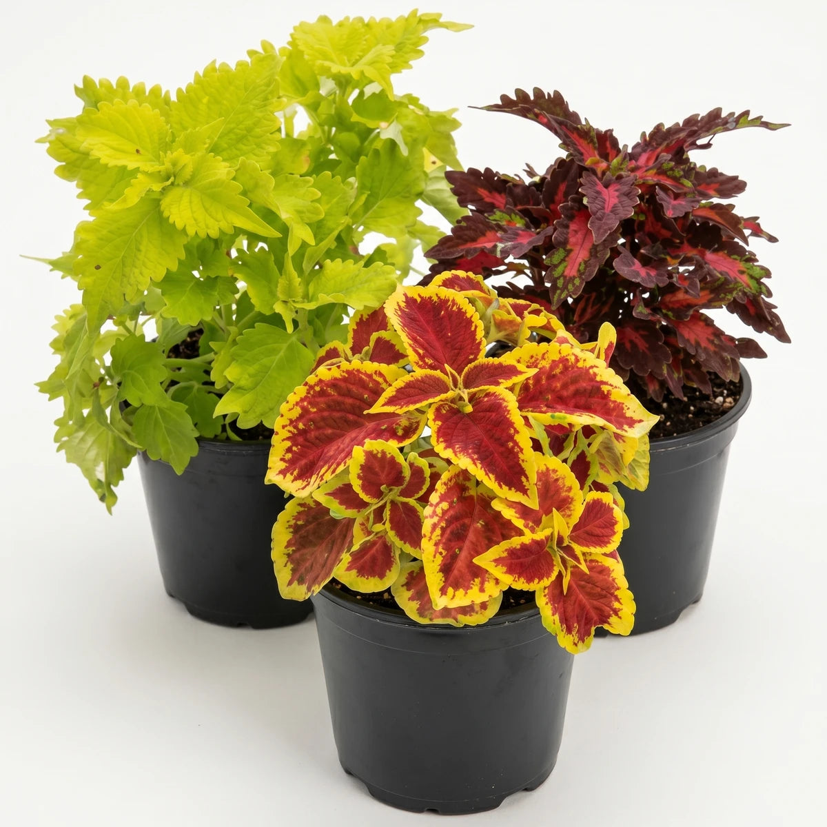Three potted Coleus Solenostemon Lime Time plants, featuring vibrant lime green, red, and yellow foliage, arranged together.